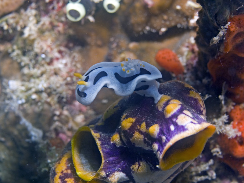 Nudibranch, Mabul, Stingray City